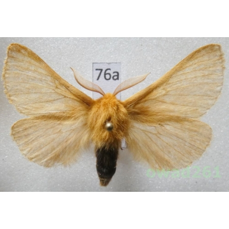 Lemonia taraxaci (Denis & Schiffermüller, 1775) male Czech76a